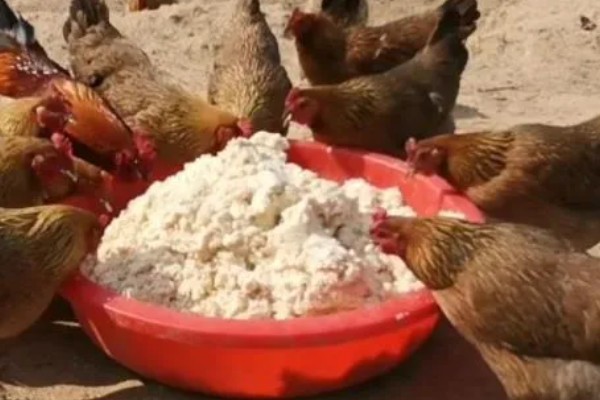 发酵的饼肥生蛆了如何解决，暴晒数小时可以晒死蛆虫