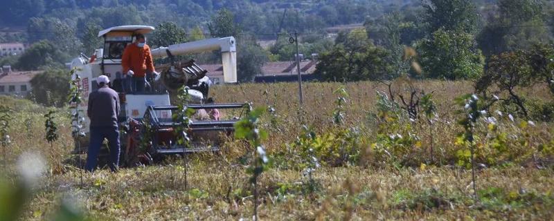 果园可以套种哪些药材，幼龄果树可套种地黄、黄芩等品种