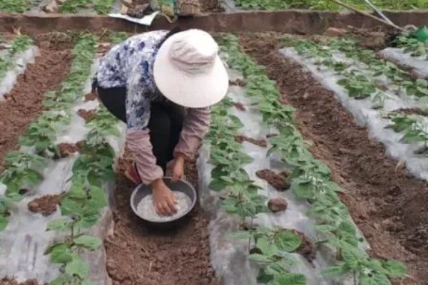 购买复合肥的误区，不能认为红色肥料就是含钾量多