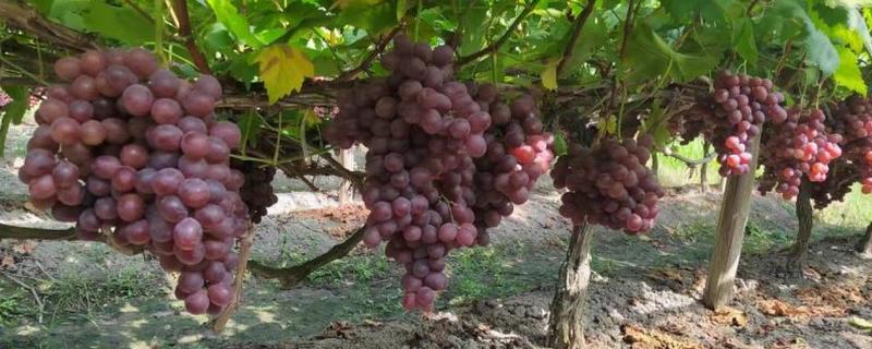 怎么种红提种子，播种前需浸种