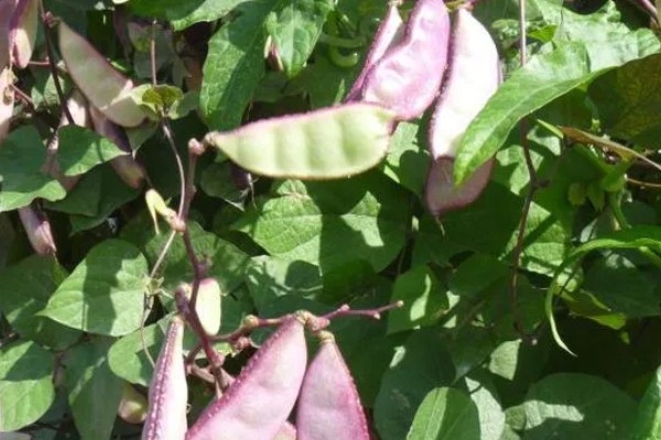 扁豆有哪些生长习性,喜欢温暖的生活环境