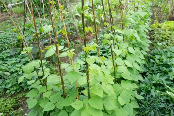 扁豆有哪些生长习性,喜欢温暖的生活环境