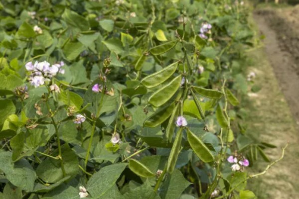 扁豆有哪些生长习性,喜欢温暖的生活环境