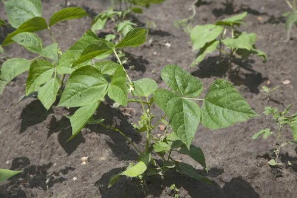 扁豆有哪些生长习性,喜欢温暖的生活环境