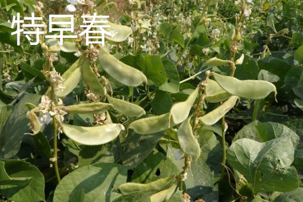 扁豆有哪些生长习性,喜欢温暖的生活环境