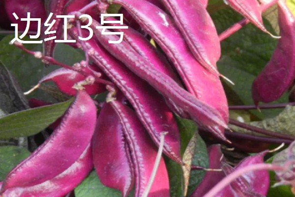 扁豆有哪些生长习性,喜欢温暖的生活环境