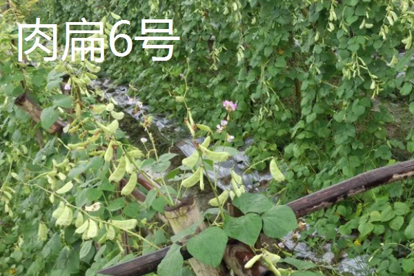 扁豆有哪些生长习性,喜欢温暖的生活环境