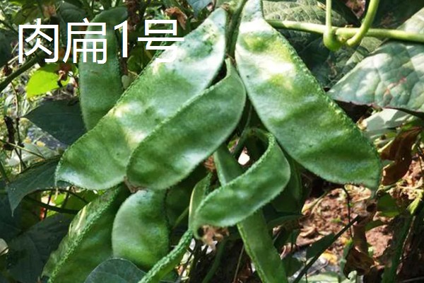 扁豆有哪些生长习性,喜欢温暖的生活环境