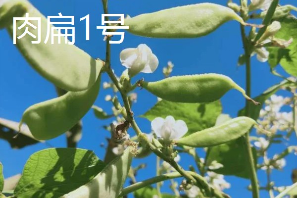 扁豆有哪些生长习性,喜欢温暖的生活环境