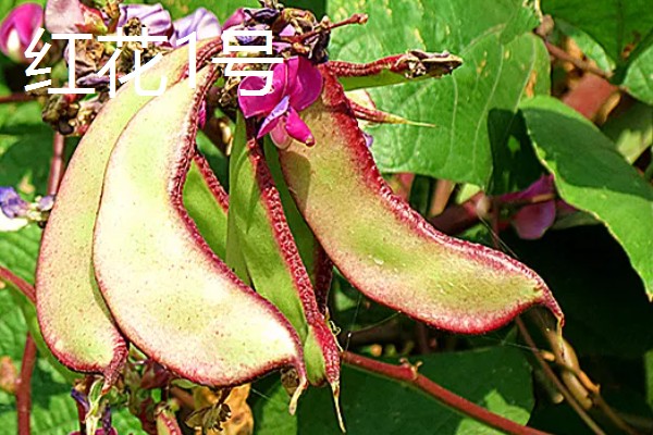 扁豆有哪些生长习性,喜欢温暖的生活环境