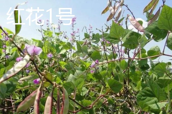 扁豆有哪些生长习性,喜欢温暖的生活环境