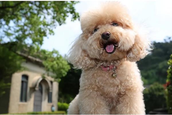 贵宾与泰迪的区别，泰迪是贵宾犬的一种美容方式