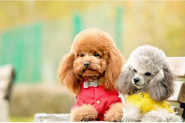 贵宾与泰迪的区别，泰迪是贵宾犬的一种美容方式