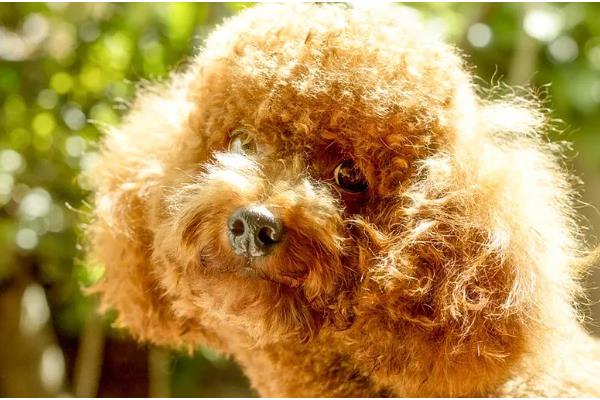 贵宾与泰迪的区别，泰迪是贵宾犬的一种美容方式