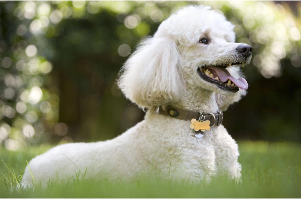 贵宾与泰迪的区别，泰迪是贵宾犬的一种美容方式