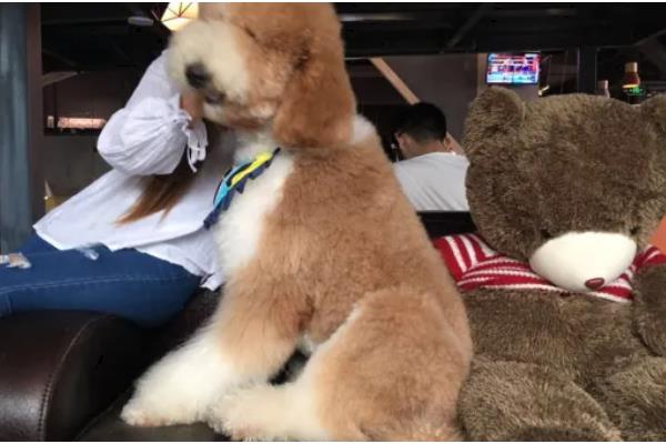 贵宾与泰迪的区别，泰迪是贵宾犬的一种美容方式