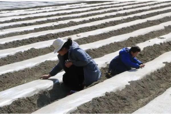 洋葱的种植方式，播种后覆膜保温