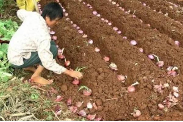 洋葱的种植方式，播种后覆膜保温