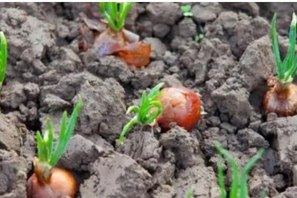 洋葱的种植方式，播种后覆膜保温