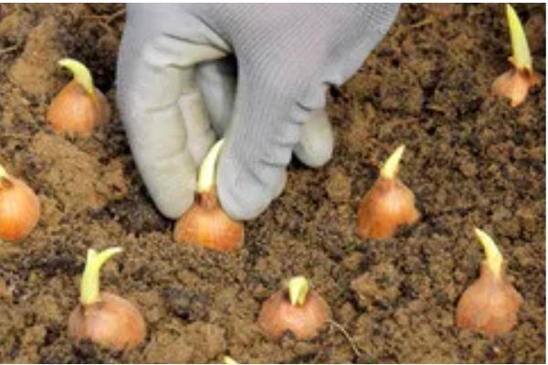 洋葱的种植方式，播种后覆膜保温