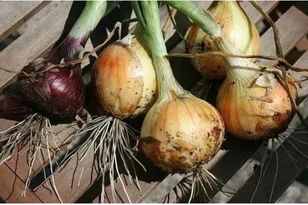 洋葱的种植方式，播种后覆膜保温