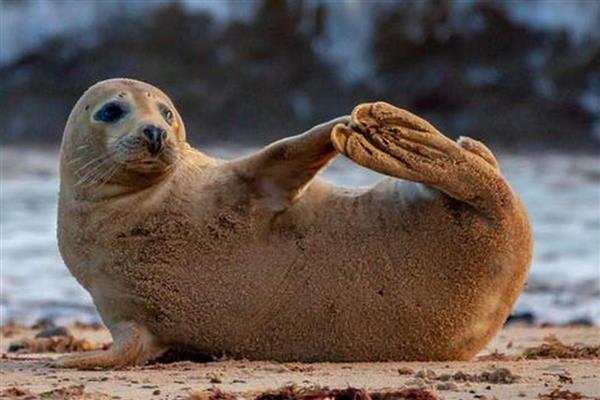 海豹有腿吗,它们有鳍状肢