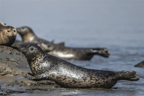 海豹有腿吗,它们有鳍状肢