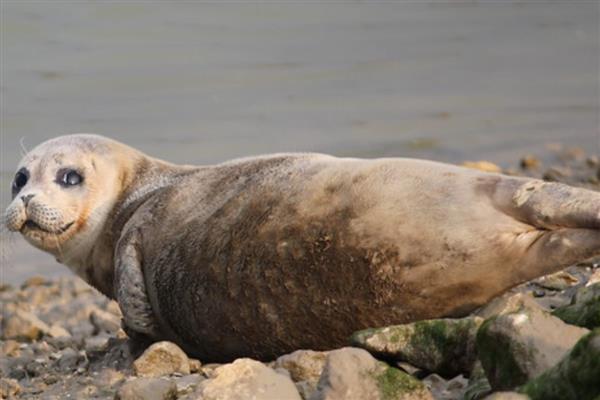 海豹有腿吗,它们有鳍状肢