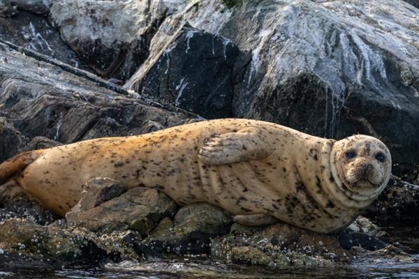 海豹有腿吗,它们有鳍状肢