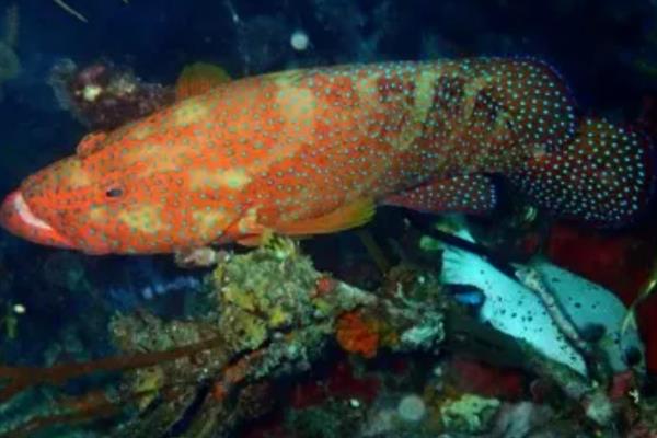 豹星斑的产地,主产于印度洋海域