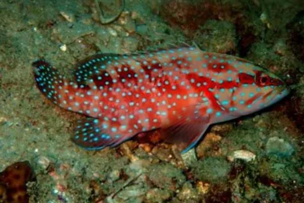 豹星斑的产地,主产于印度洋海域