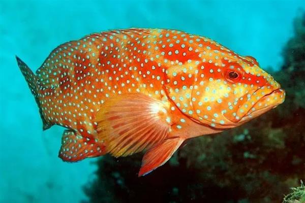 豹星斑的产地,主产于印度洋海域