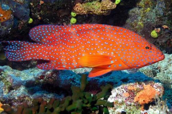 豹星斑的产地,主产于印度洋海域