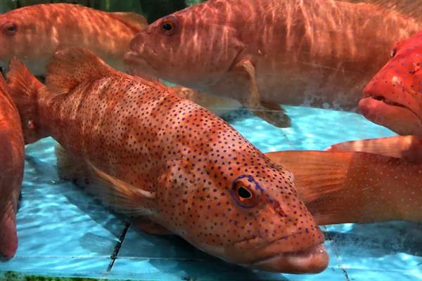 豹星斑的产地,主产于印度洋海域