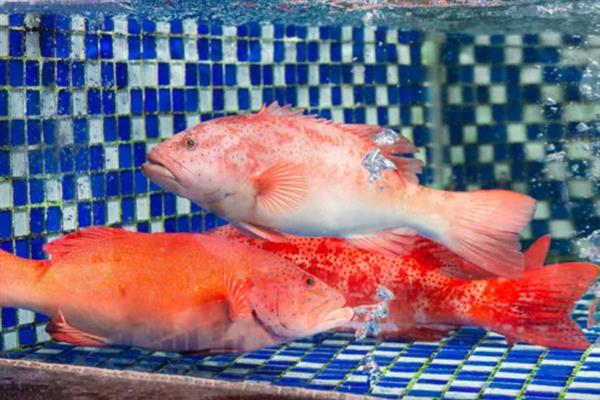 豹星斑的产地,主产于印度洋海域