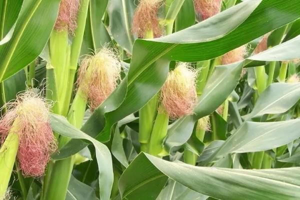 苍洱玉18玉米种子特点，每亩加施复合肥25千克