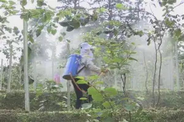 猕猴桃花蕾期蚜虫如何防治，冬天要做好清园工作