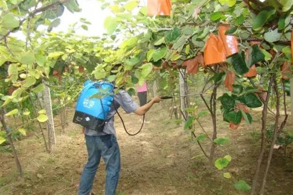 猕猴桃花蕾期蚜虫如何防治，冬天要做好清园工作