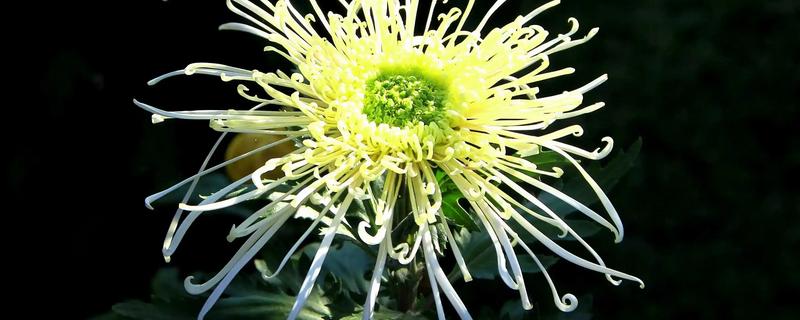 山西省各市的市花，菊花是太原市的市花