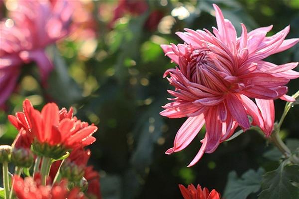 山西省各市的市花，菊花是太原市的市花