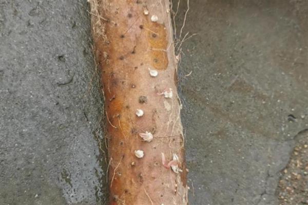 如何种植山药，播种后要覆膜保湿