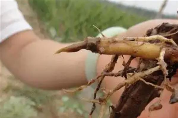如何种植山药，播种后要覆膜保湿