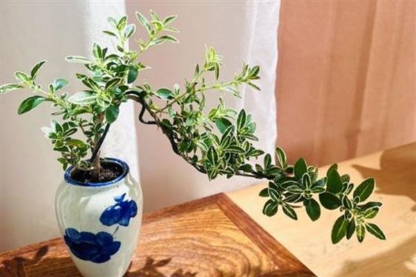 六月雪能不能晒太阳，平时要养在采光较好的环境中