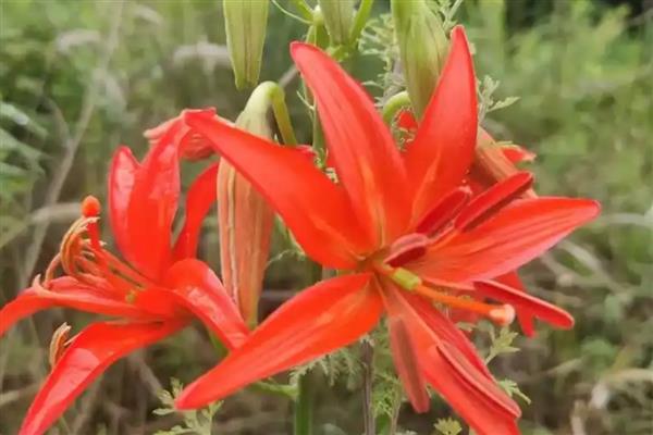 山西省各市的市花，菊花是太原市的市花