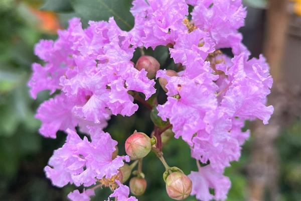山西省各市的市花，菊花是太原市的市花