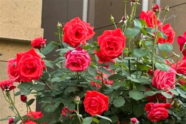 山西省各市的市花，菊花是太原市的市花
