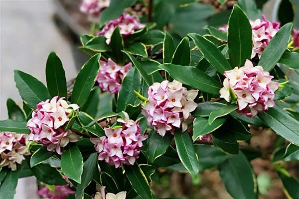 山西省各市的市花，菊花是太原市的市花