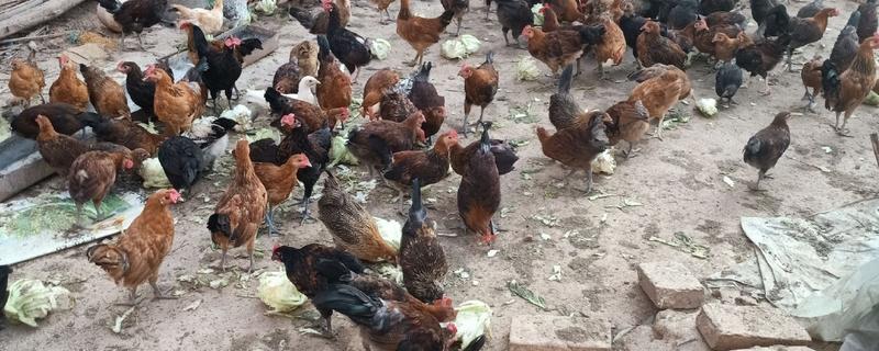 柴鸡苗的购买途径，各大禽苗市场、农禽电商平台一般均有出售