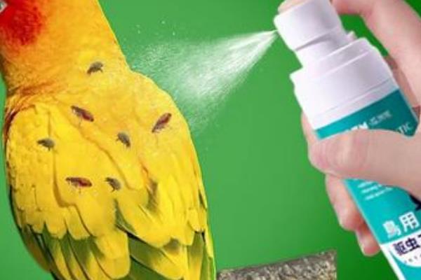 鹦鹉的驱虫方法，用药水洗澡能起到体外驱虫的效果