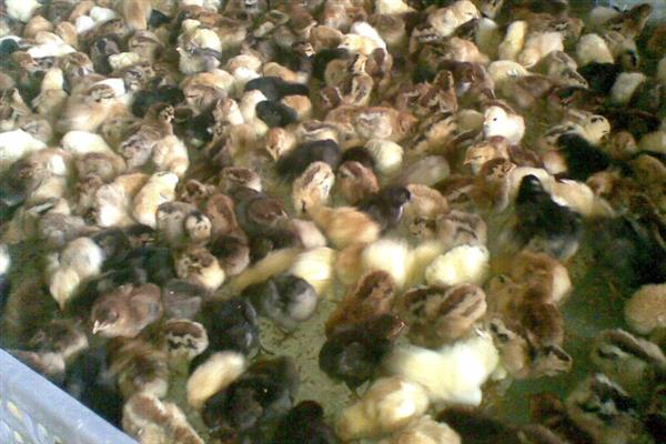 柴鸡苗的购买途径，各大禽苗市场、农禽电商平台一般均有出售